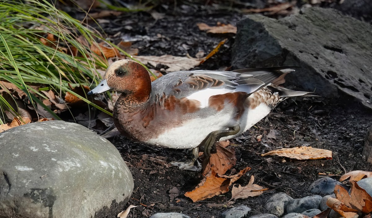 Eurasian Wigeon - ML645767622