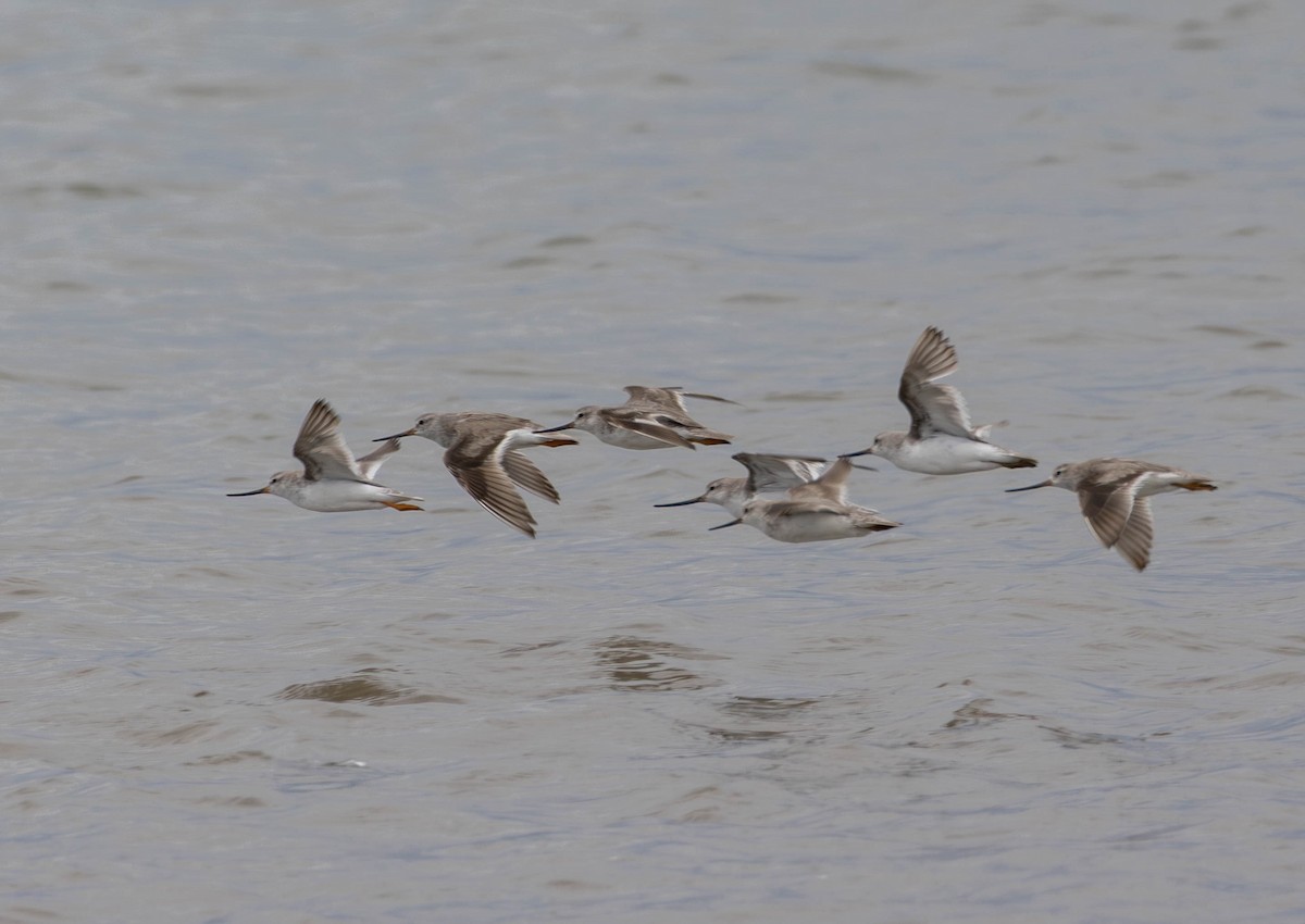 ביצנית אפורה - ML645767623
