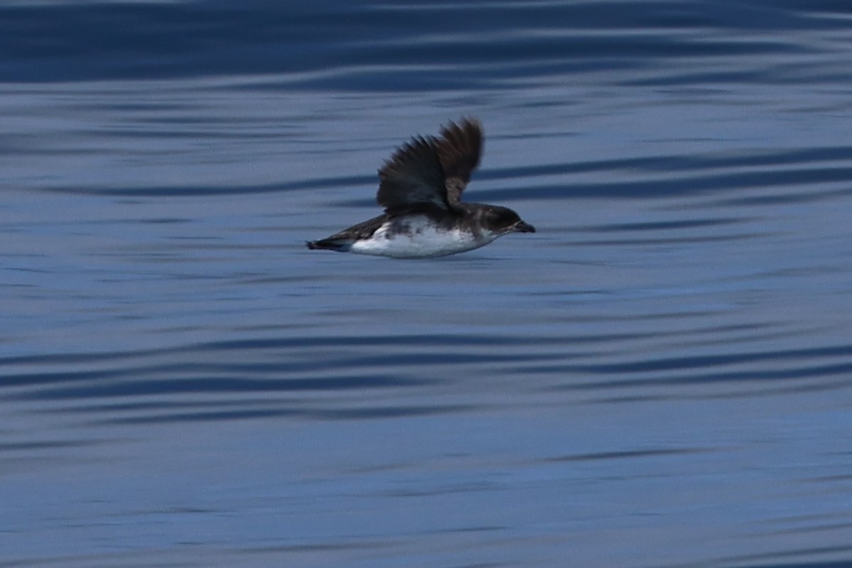 Common Diving-Petrel - ML645767626