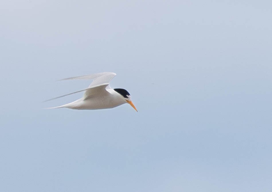 Australian Fairy Tern - ML645767629