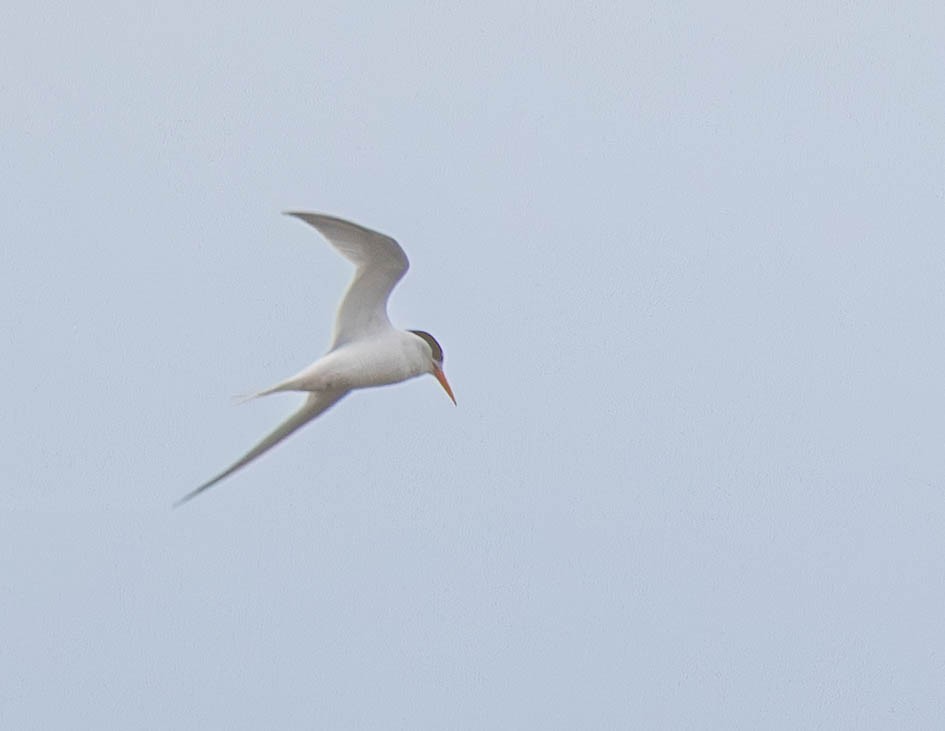 Australian Fairy Tern - ML645767630