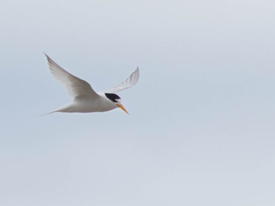 Australian Fairy Tern - ML645767631