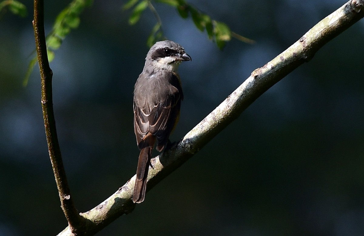 Gray-backed Shrike - ML645767632