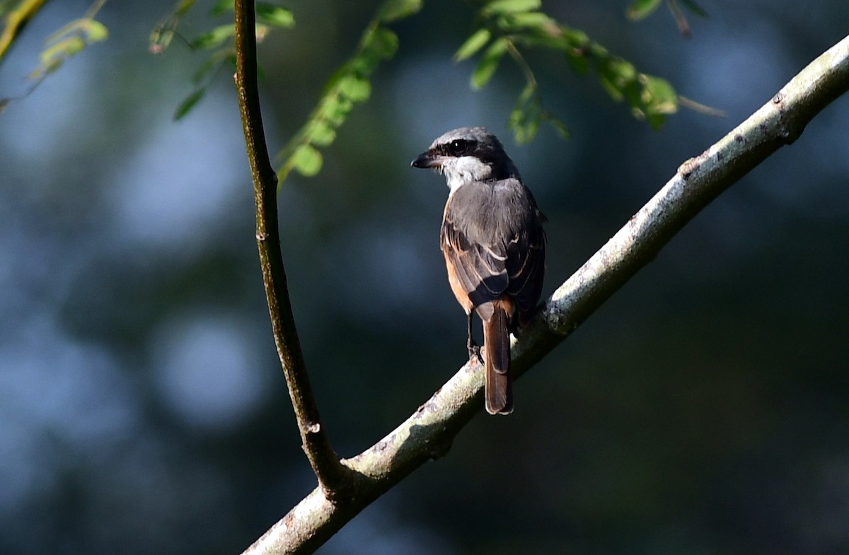 Gray-backed Shrike - ML645767633