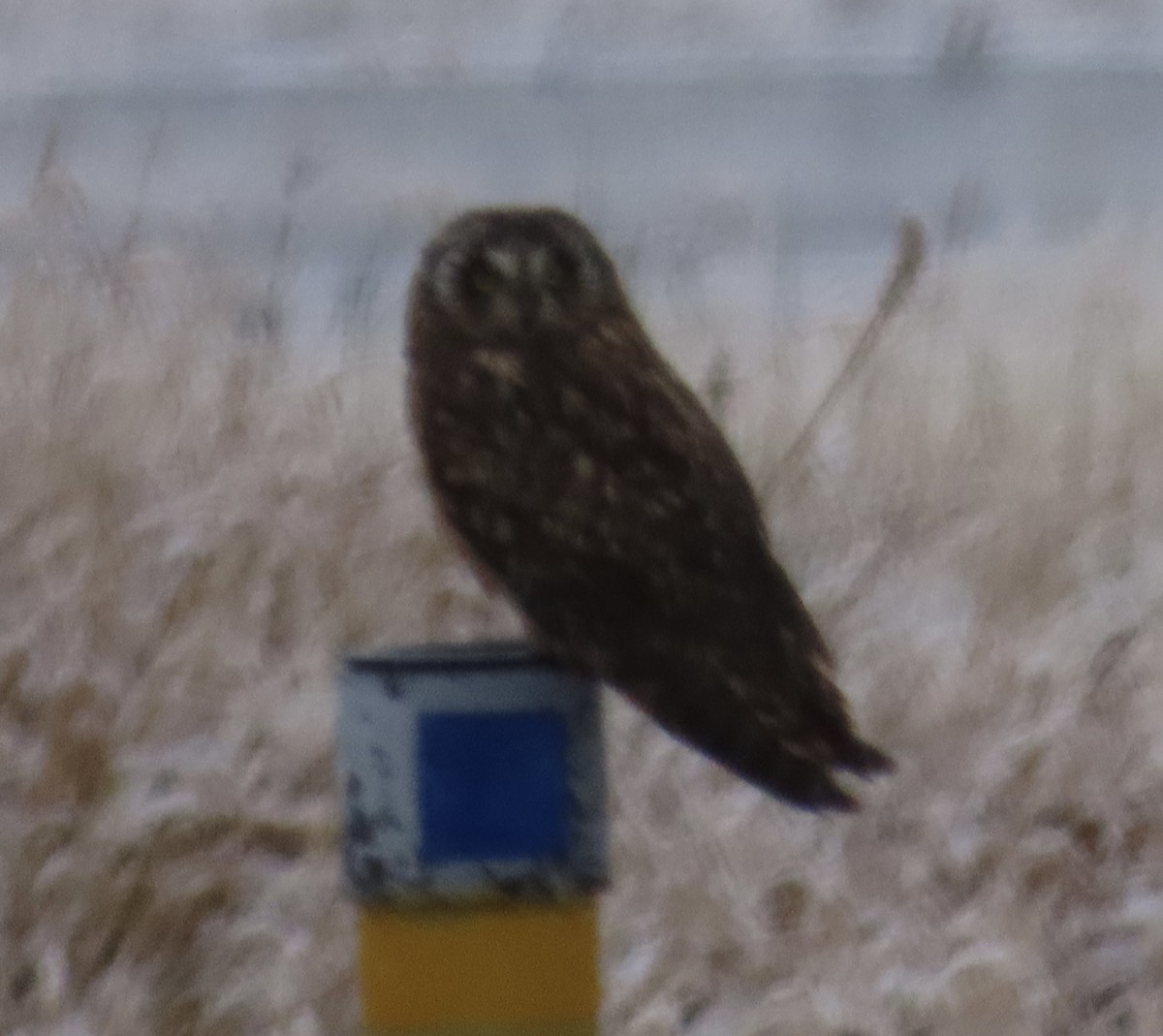 Short-eared Owl - ML645767634