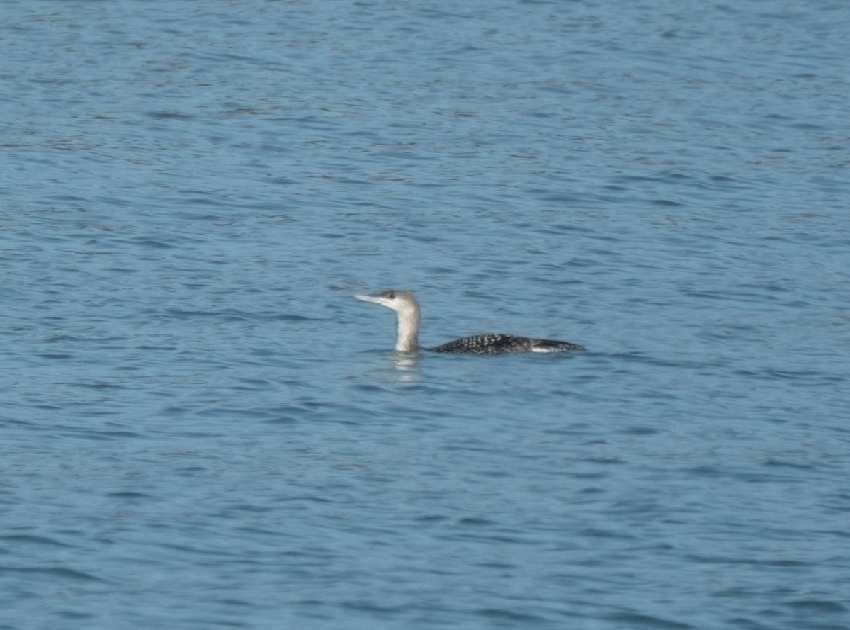 Plongeon catmarin - ML645767637