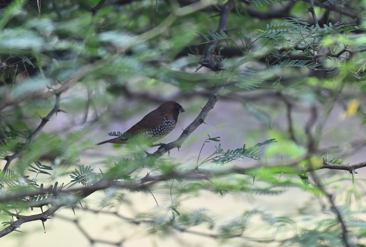 Scaly-breasted Munia - ML645767648