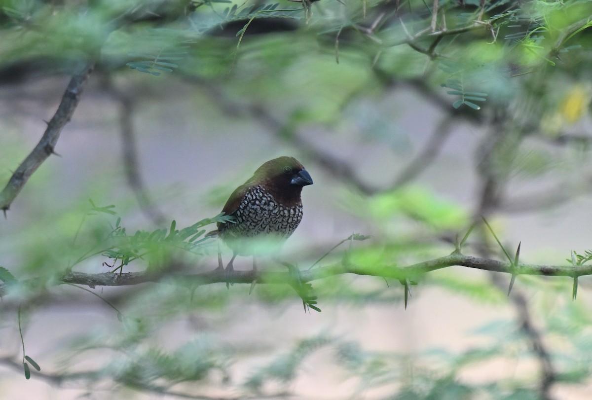 Scaly-breasted Munia - ML645767649