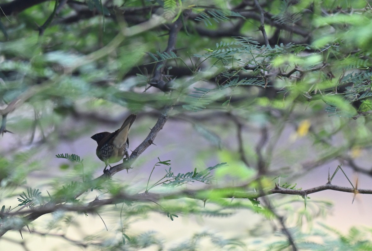 Scaly-breasted Munia - ML645767650