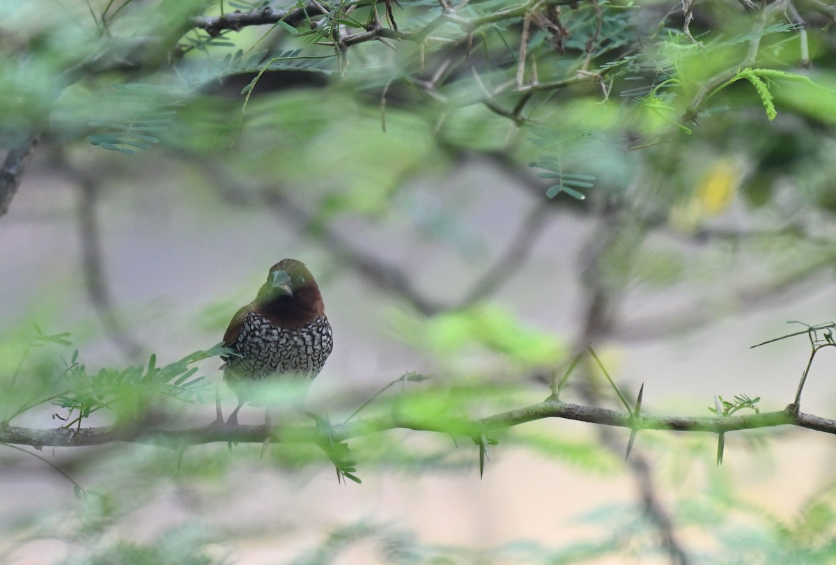 Scaly-breasted Munia - ML645767651