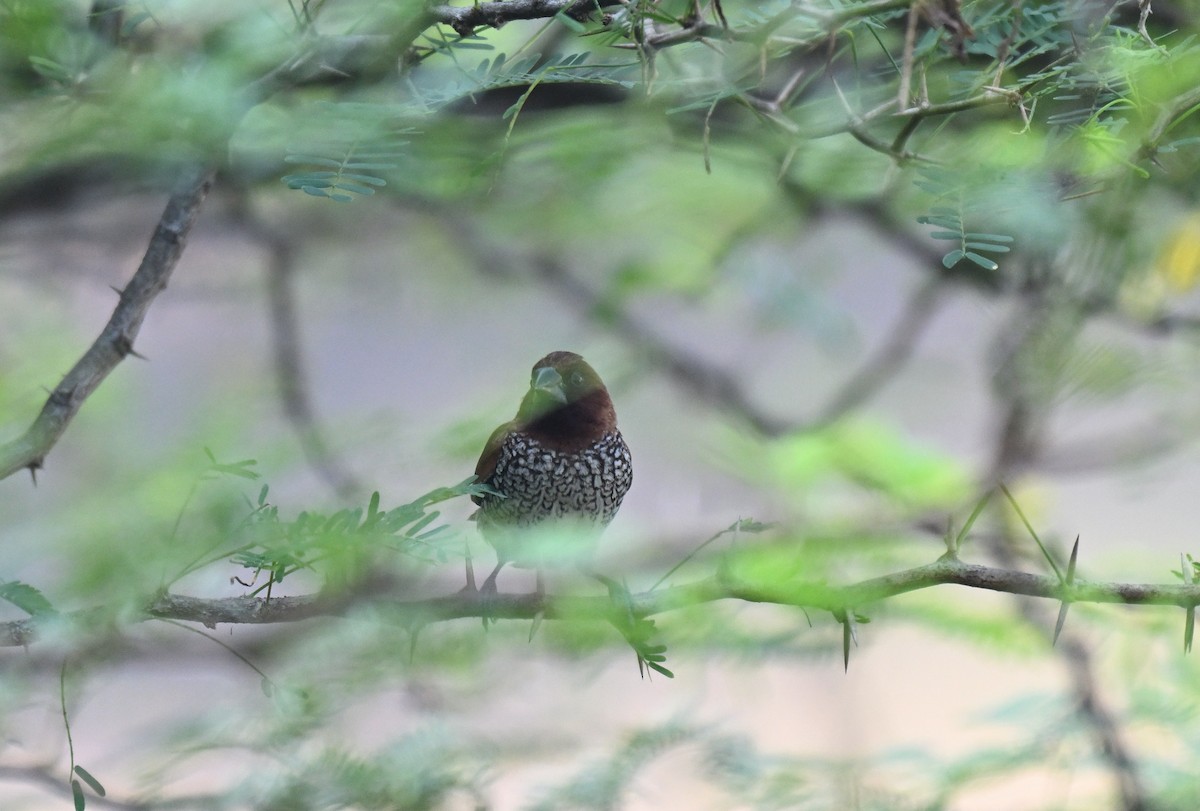 Scaly-breasted Munia - ML645767652