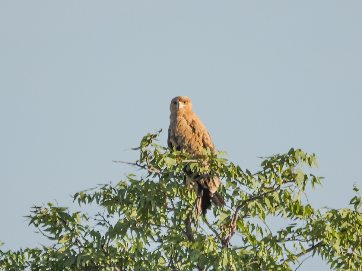 Tawny Eagle - ML645767669
