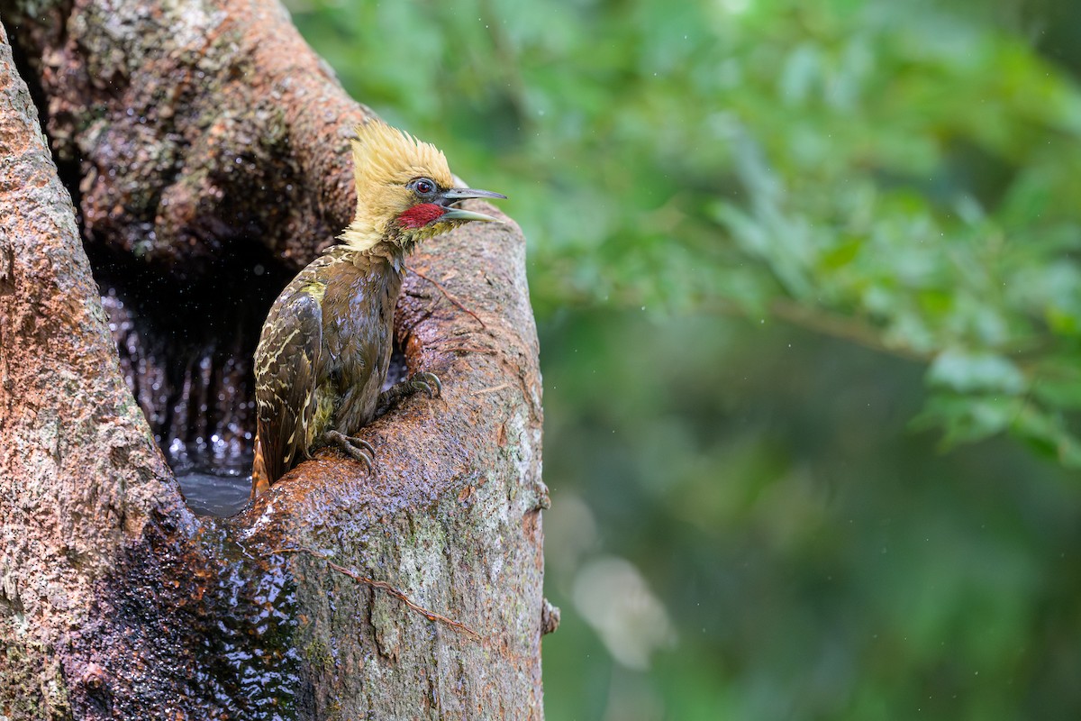 Pale-crested Woodpecker - ML645767671