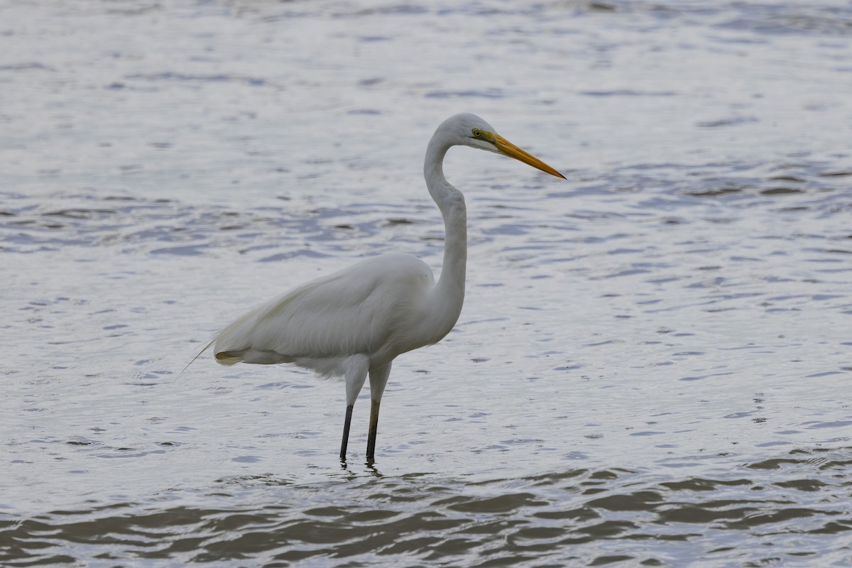 Garceta Grande - ML645767683