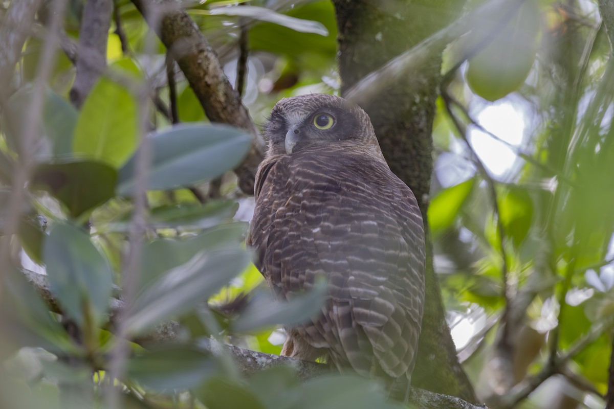 Nínox Rojizo - ML645767693