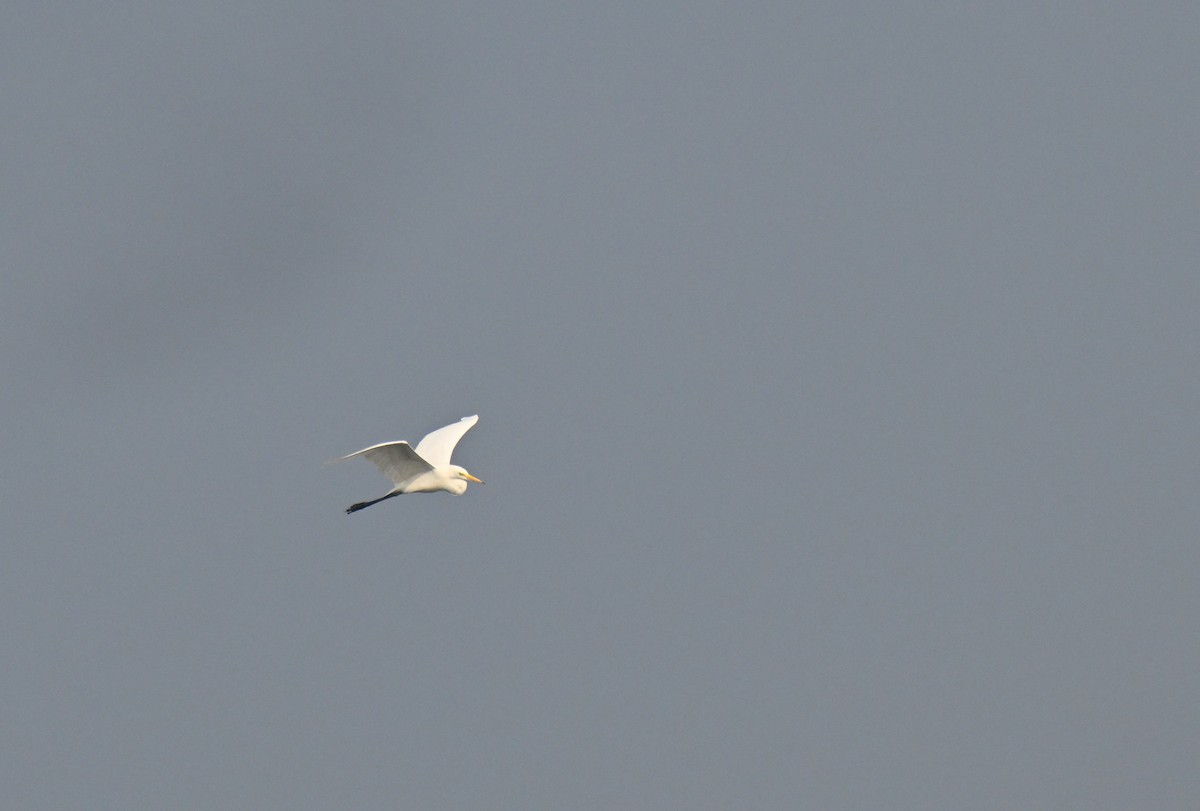 Хурган дэглий - ML645767698