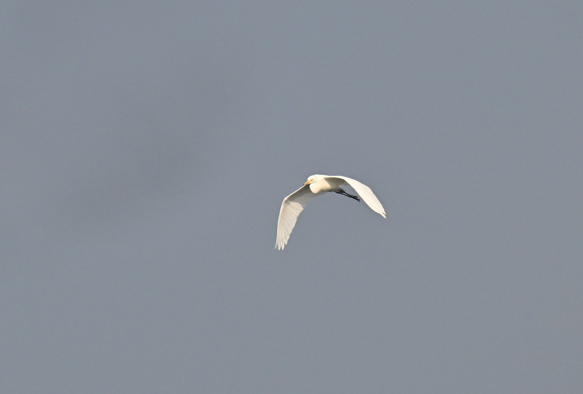 Хурган дэглий - ML645767699