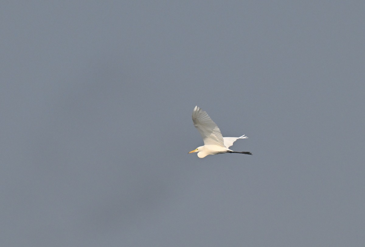 Хурган дэглий - ML645767700