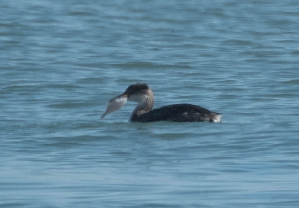 Somormujo Cuellirrojo - ML645767701