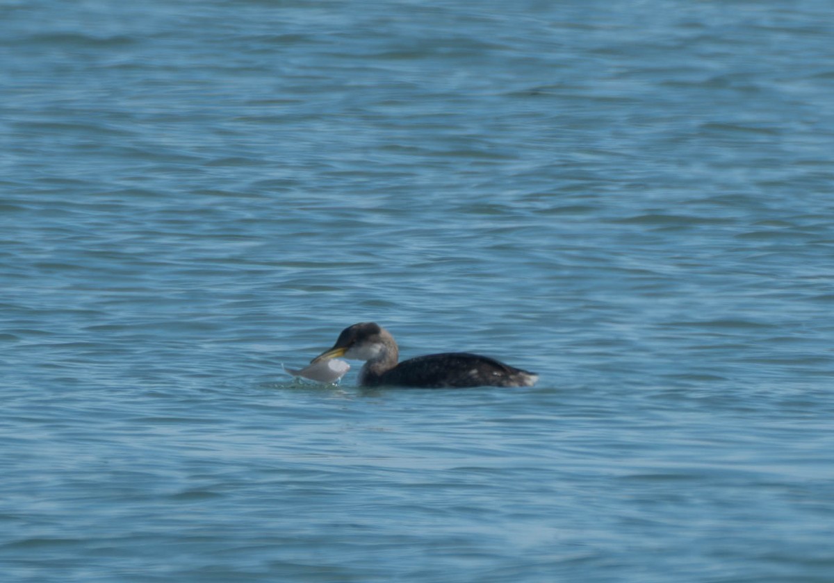 Somormujo Cuellirrojo - ML645767703
