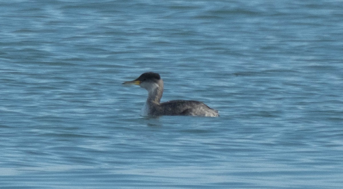 Somormujo Cuellirrojo - ML645767716