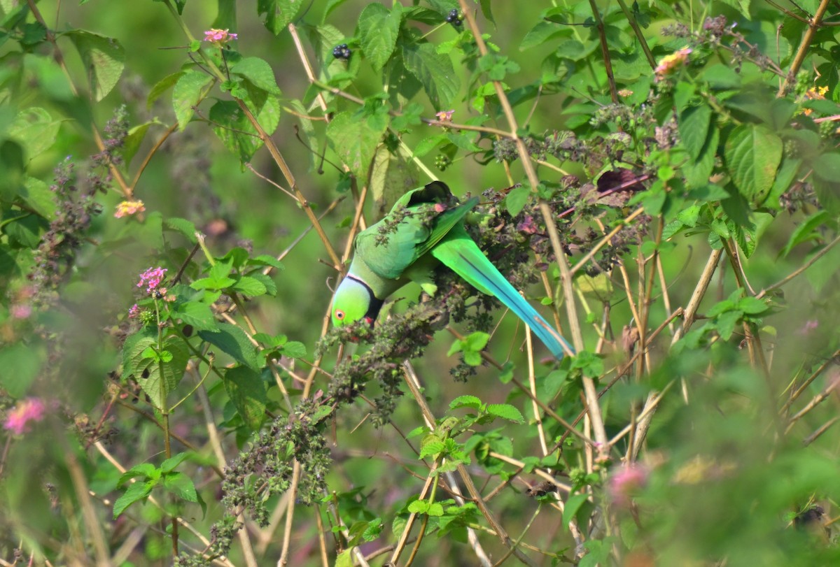 Rose-ringed Parakeet - ML645767722