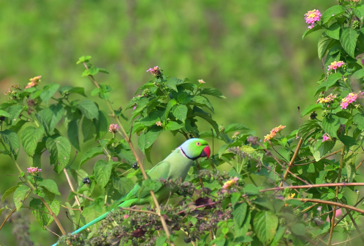 Rose-ringed Parakeet - ML645767723