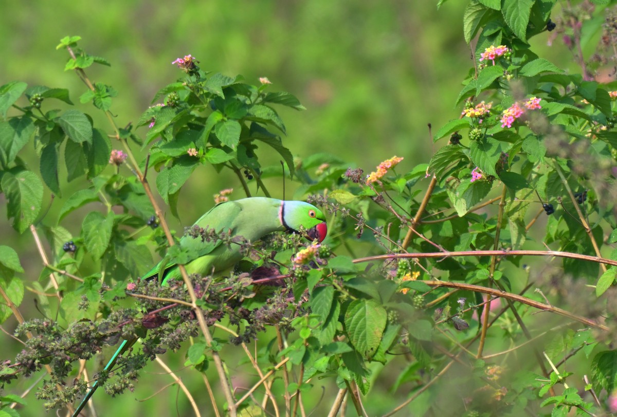 Rose-ringed Parakeet - ML645767724