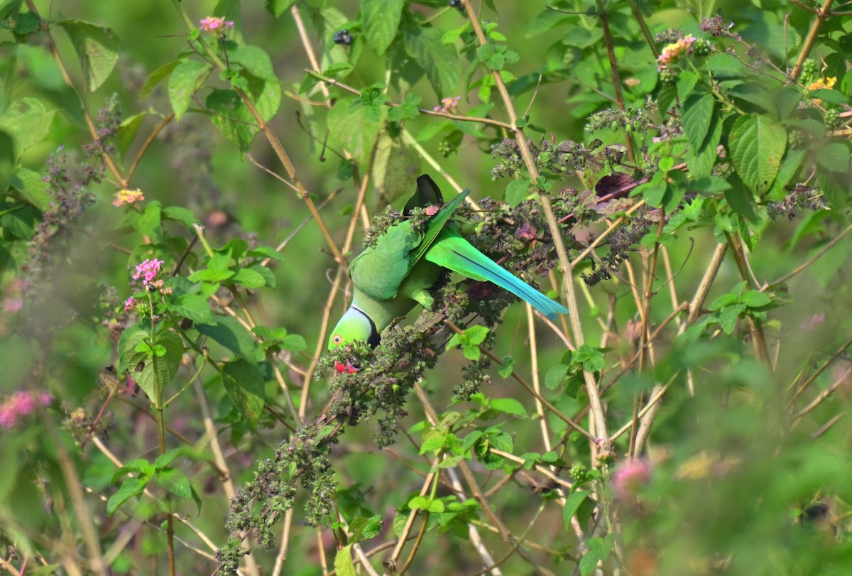 Rose-ringed Parakeet - ML645767725