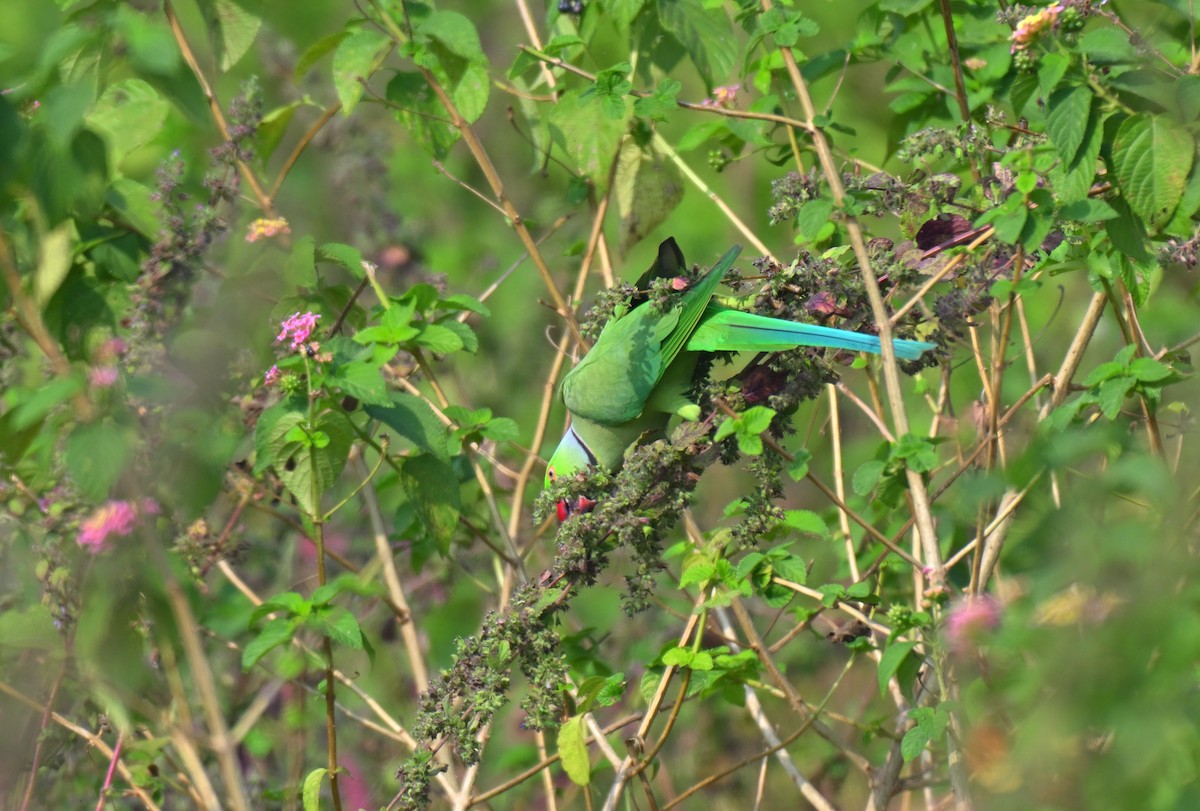 Rose-ringed Parakeet - ML645767726