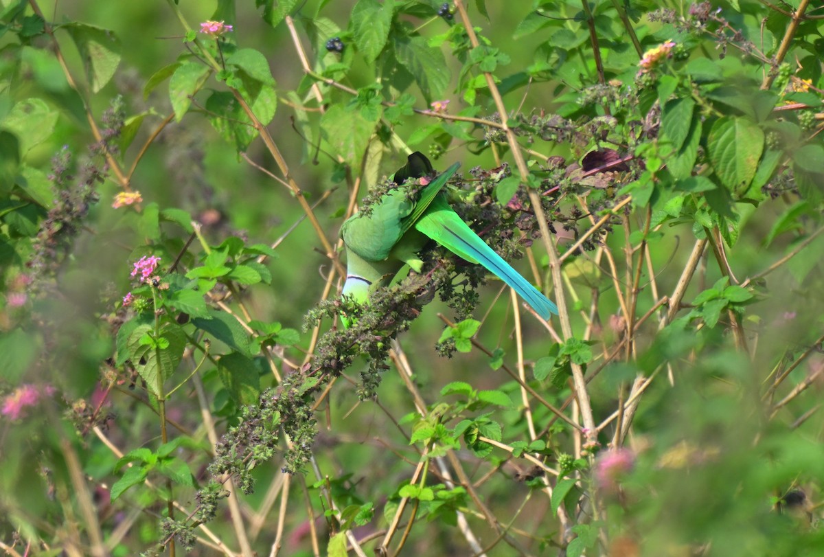 Rose-ringed Parakeet - ML645767727