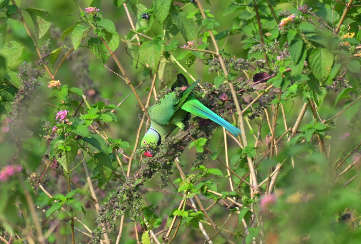 Rose-ringed Parakeet - ML645767728