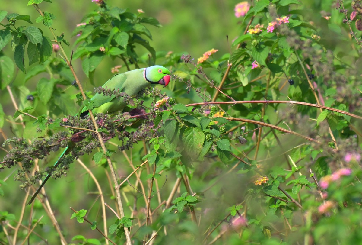Rose-ringed Parakeet - ML645767737