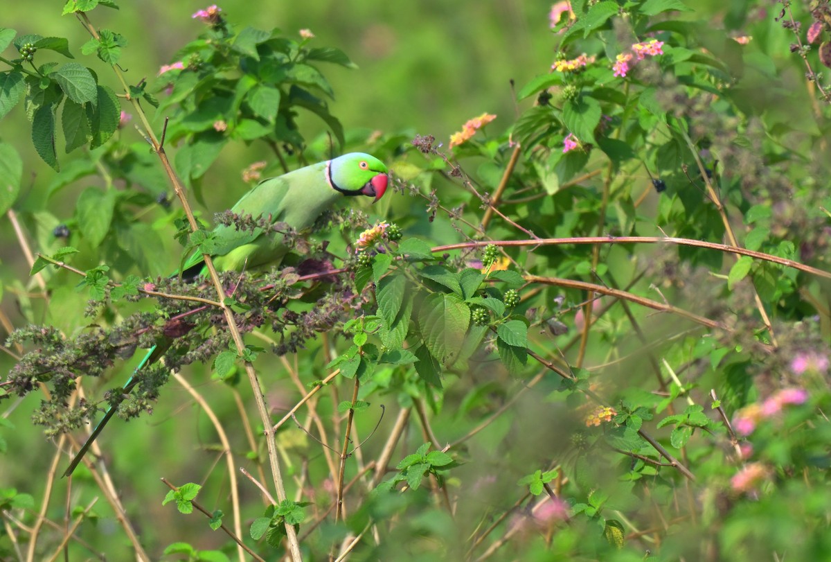 Rose-ringed Parakeet - ML645767738
