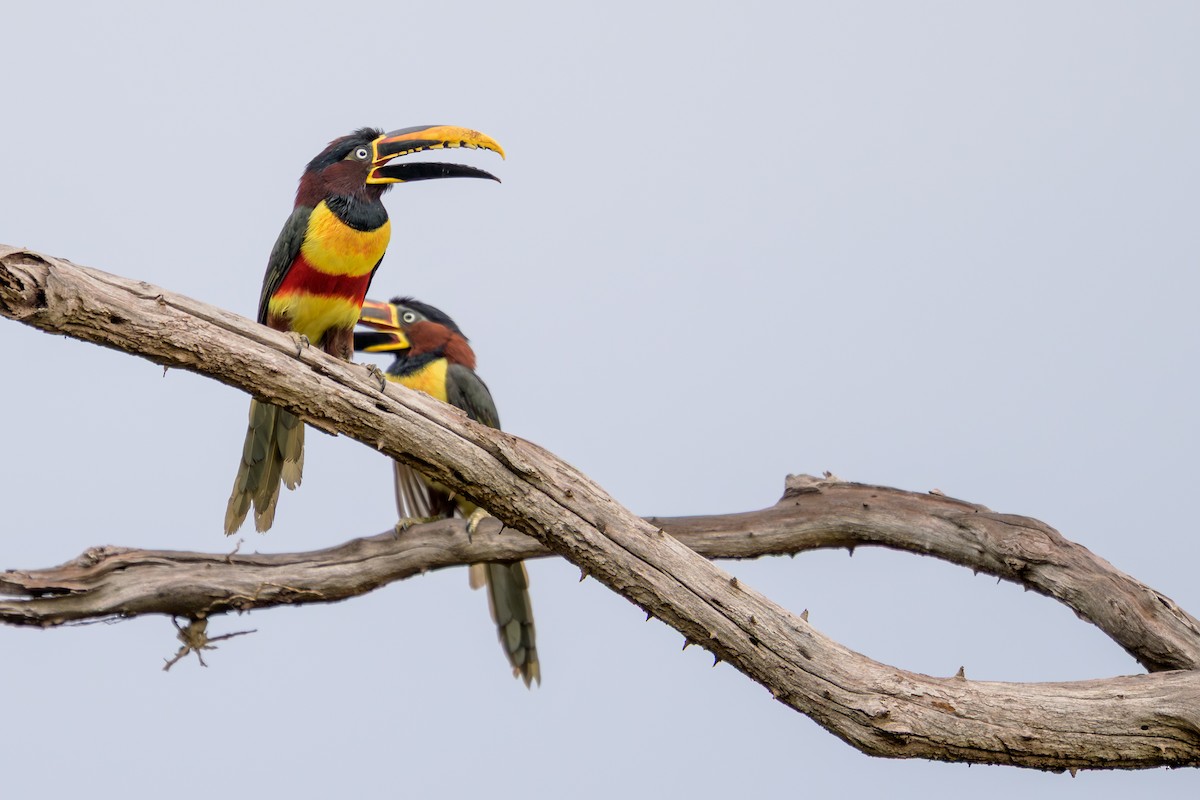 Chestnut-eared Aracari - ML645767739