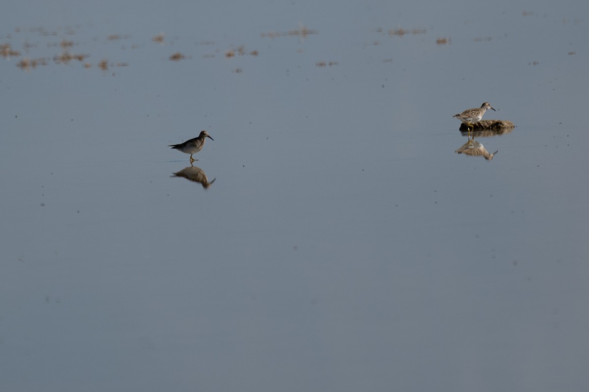 jespák skvrnitý - ML645767747