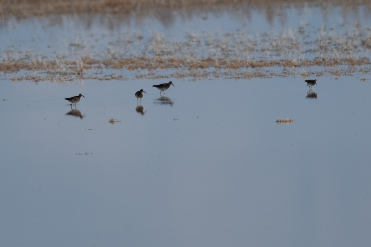 jespák skvrnitý - ML645767748