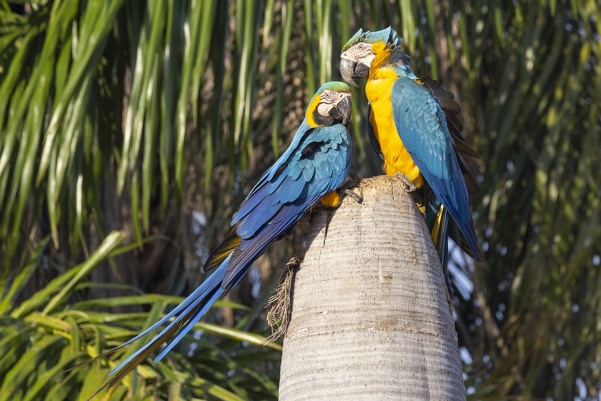 Араурана - ML645767755