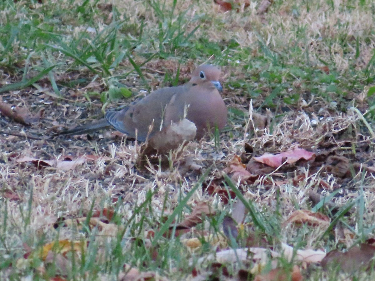 ナゲキバト - ML645767757