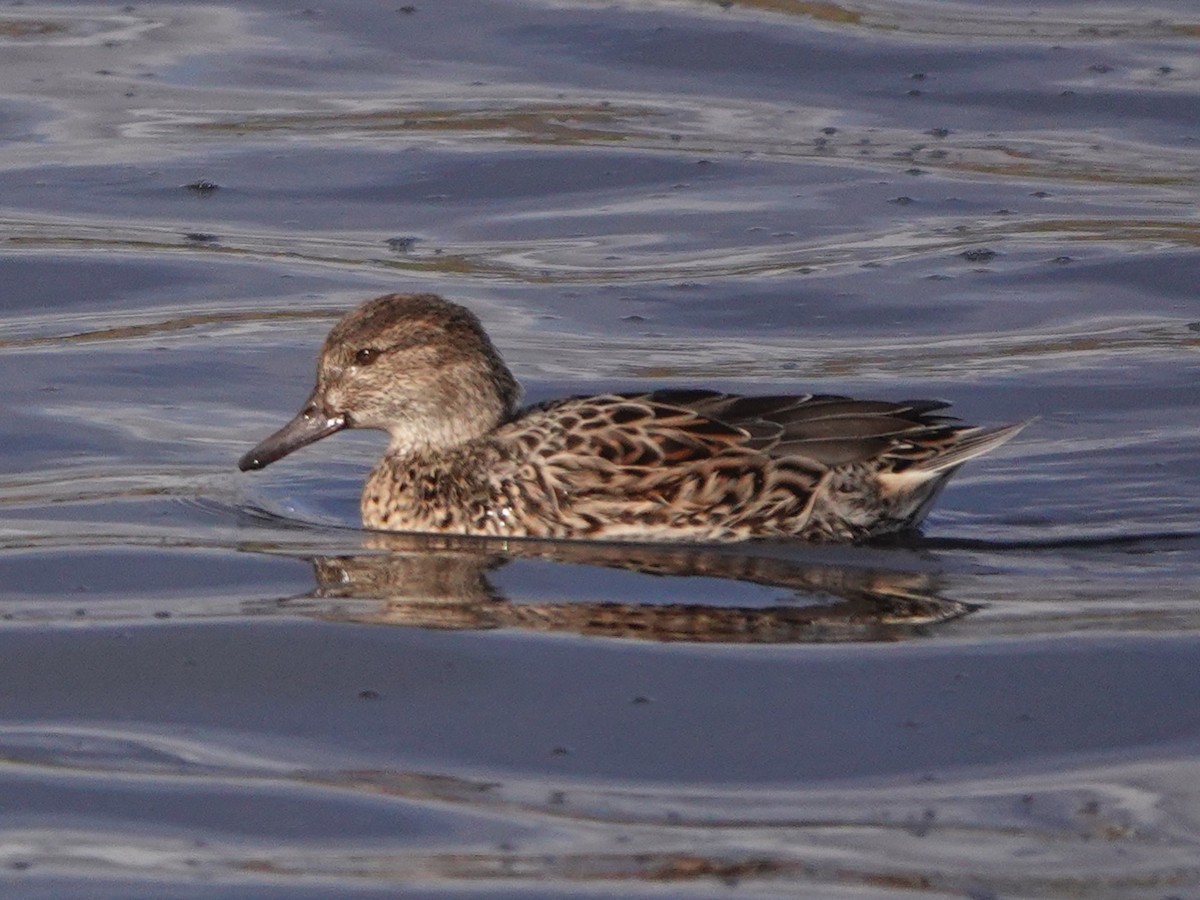 Green-winged Teal - ML645767759