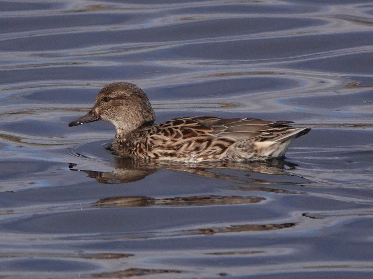 Green-winged Teal - ML645767760