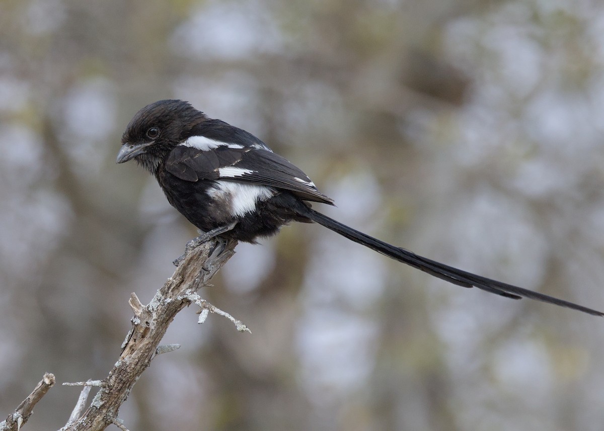 Сорокопуд строкатий - ML645767761