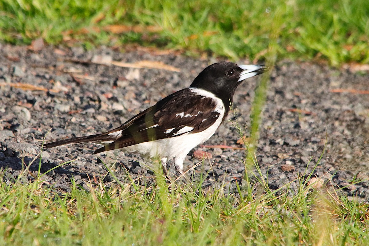 Сорочиця чорновола - ML645767763