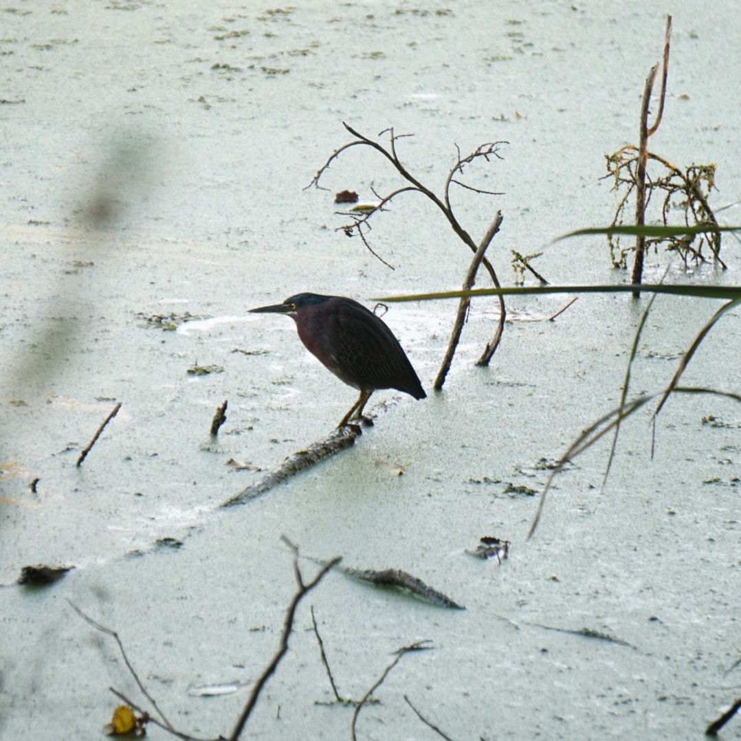 Чапля зелена - ML645767764