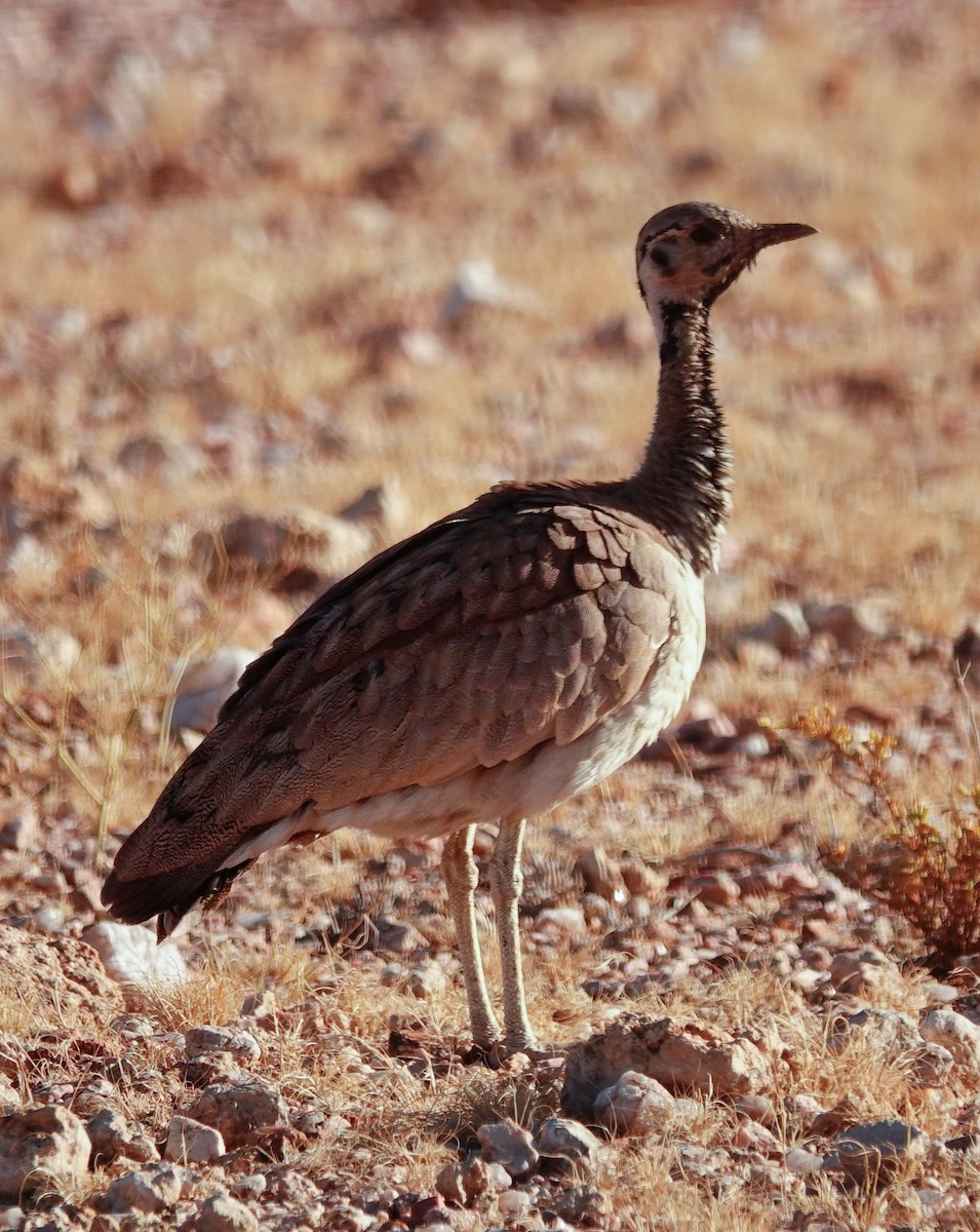 Корхаан намібійський - ML645767765