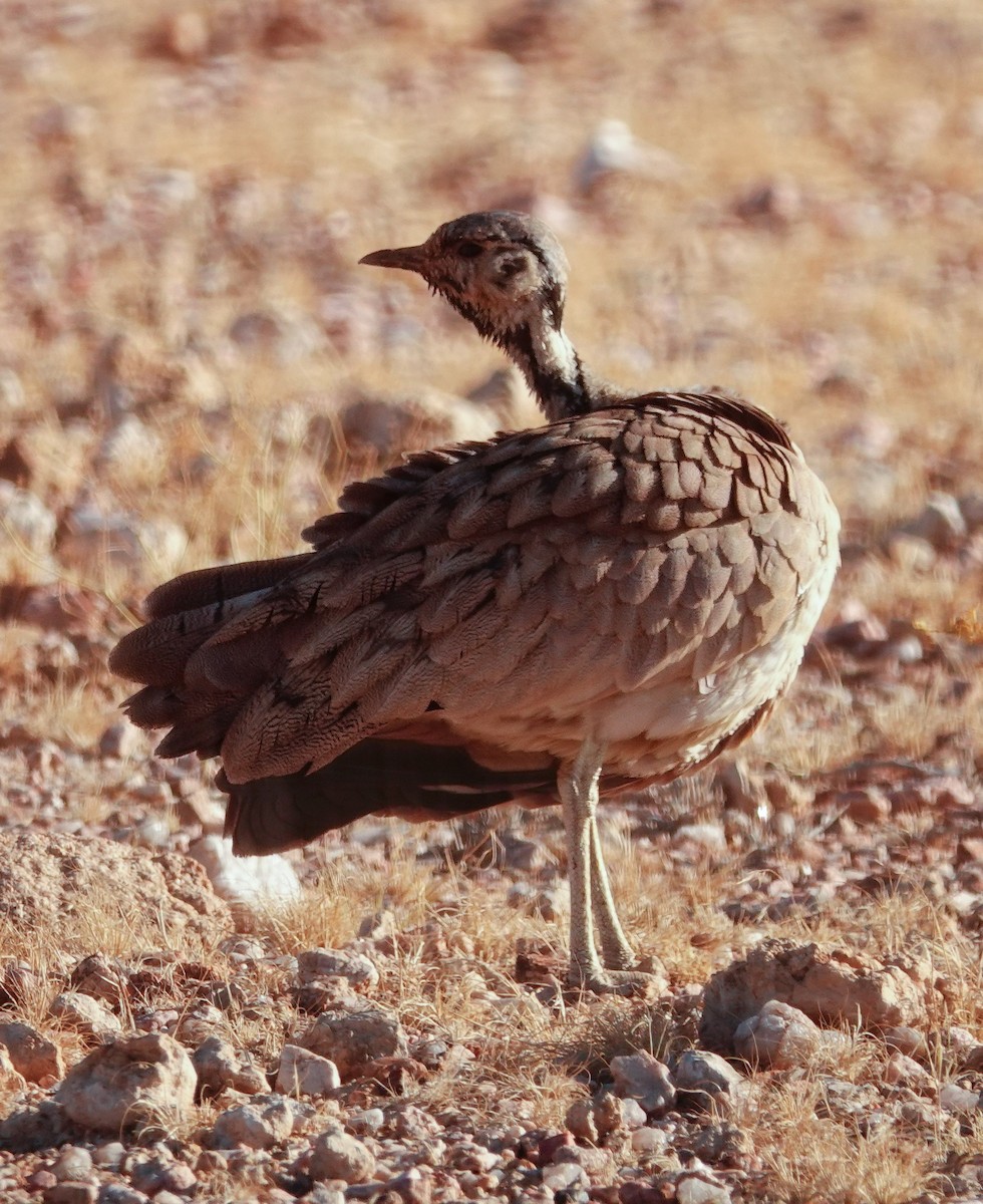 Дрохва чорноголова - ML645767766