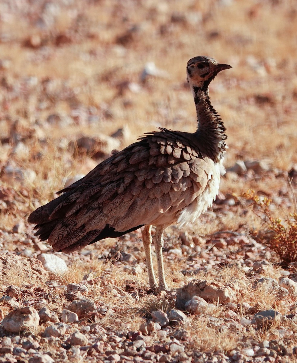 Дрохва чорноголова - ML645767767