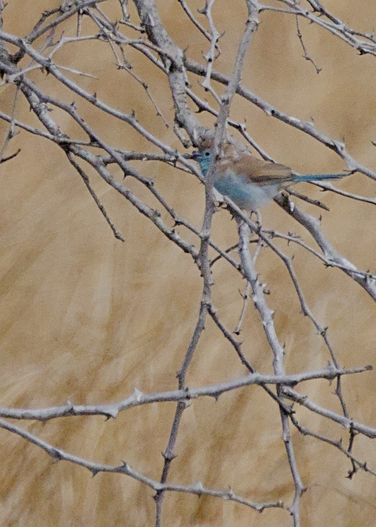 Астрильд-метелик савановий - ML645767768