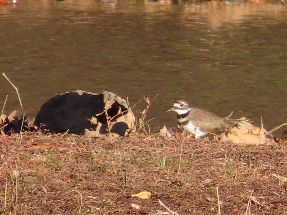 Пісочник крикливий - ML645767769