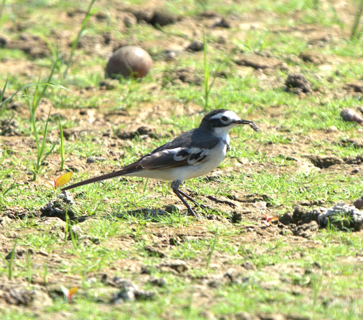 Плиска біла - ML645767770